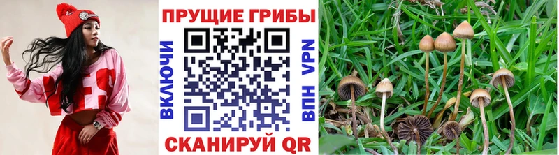 что такое   Новосибирск  кракен зеркало  Псилоцибиновые грибы GOLDEN TEACHER 